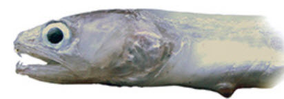 Echiodon dentatus_03.jpg